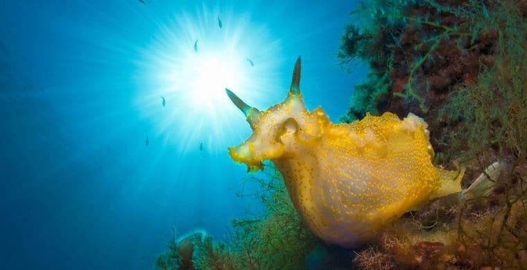 Жизнь на дне: выбраны лучшие подводные фото 2015 года