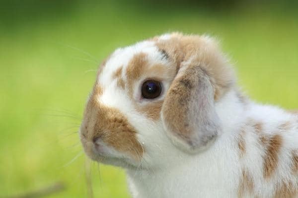 Милый пушистик - вислоухий кролик: важные правила ухода