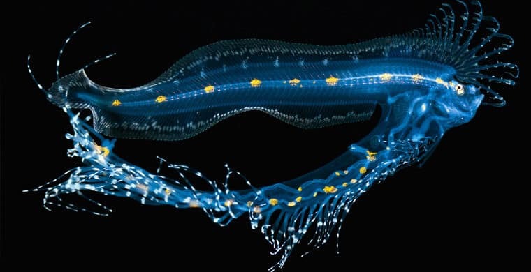 Життя на дні: обрані кращі підводні фото 2015