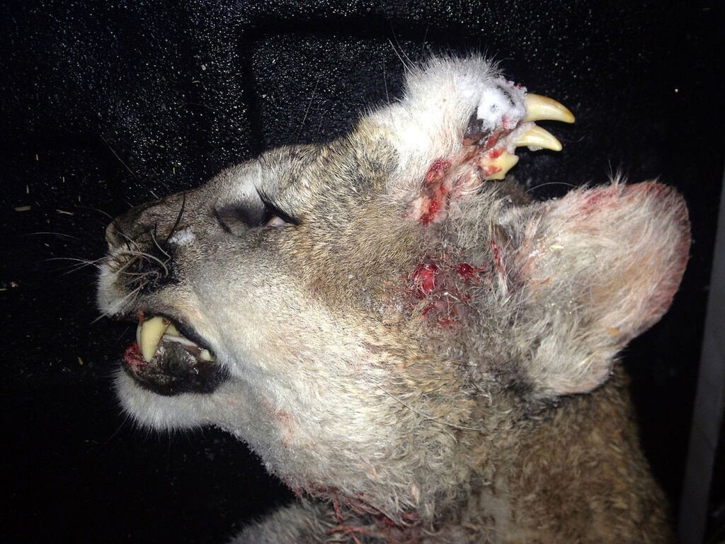 В США охотники убили уникального льва-мутанта: фотофакт