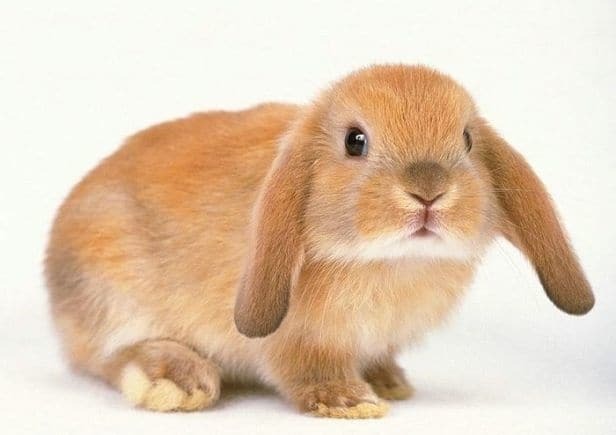 Милый пушистик - вислоухий кролик: важные правила ухода