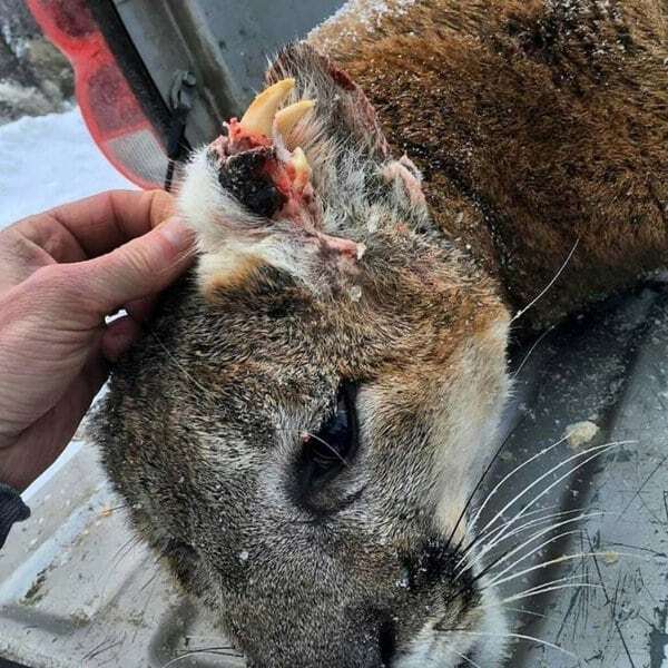 В США охотники убили уникального льва-мутанта: фотофакт