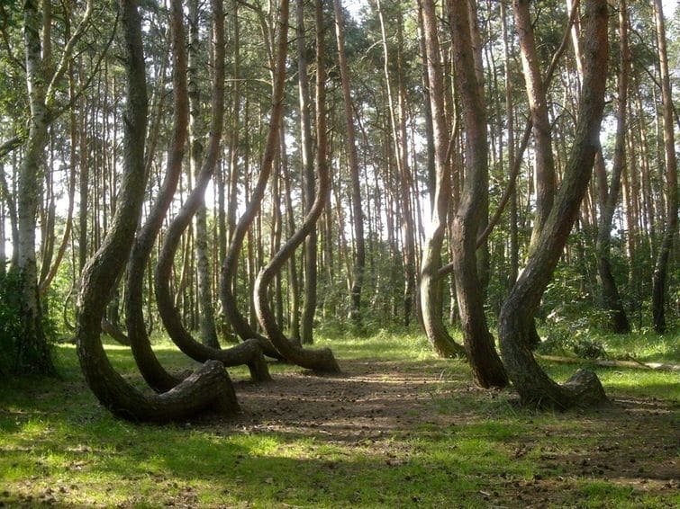 Загадка природи: "Кривий ліс" у Польщі спантеличив розуми з усього світу