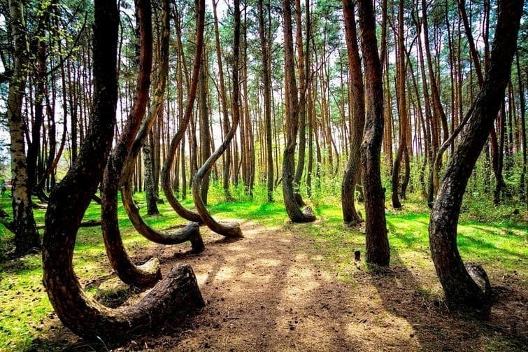 Загадка природы: "Кривой лес" в Польше озадачил умы всего мира