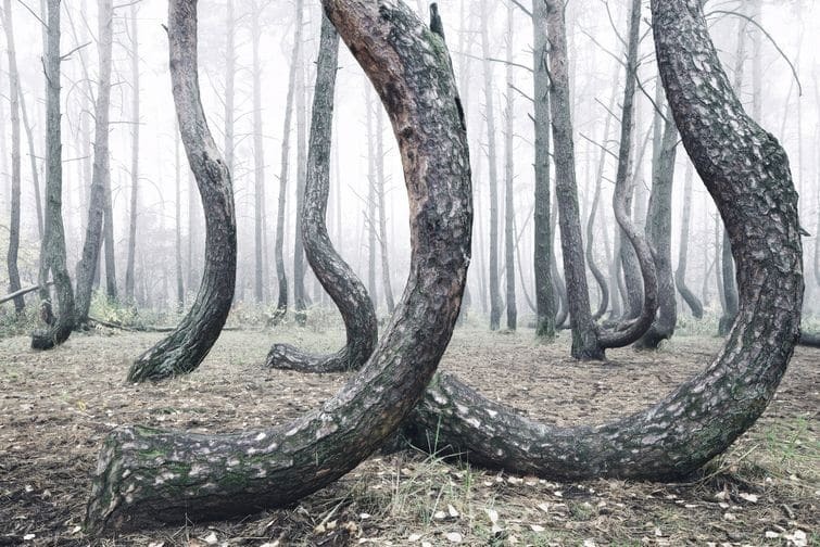 Загадка природы: "Кривой лес" в Польше озадачил умы всего мира