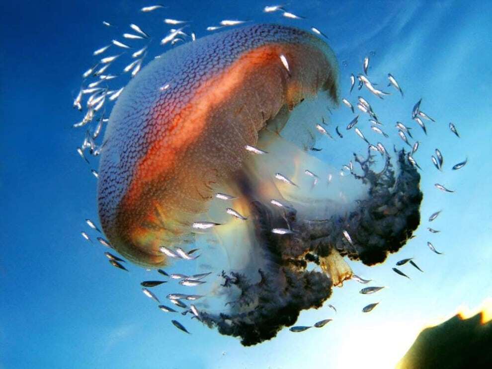 Підводна краса: опубліковані фото найдавнішого організму на Землі