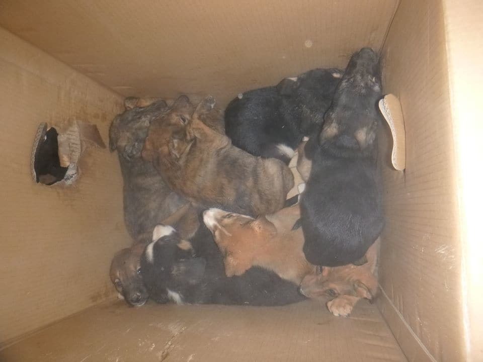 Киевские спасатели вытянули 12 щенков из смертельной ловушки