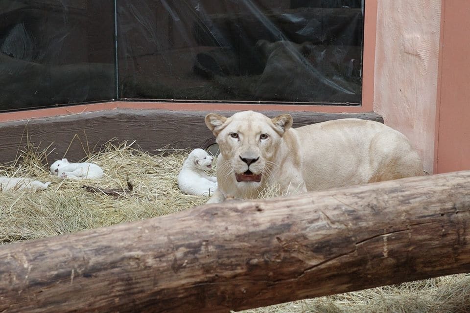 В зоопарке под Киевом необычно назвали новорожденных львят