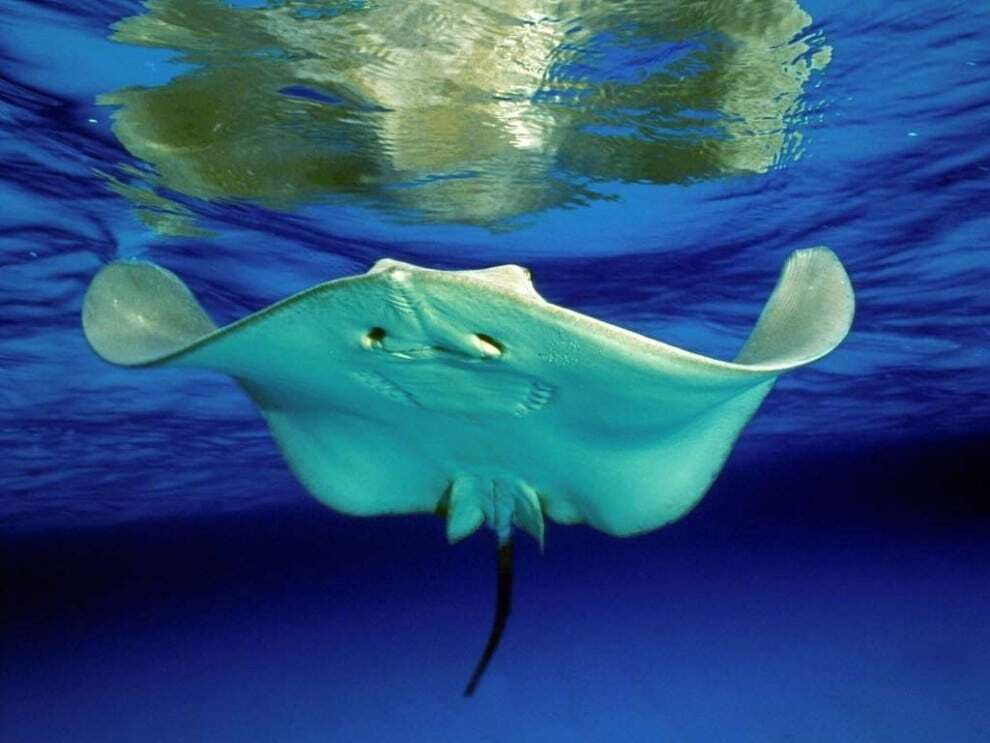 Подводные красоты: опубликованы фото древнейшего организма на Земле