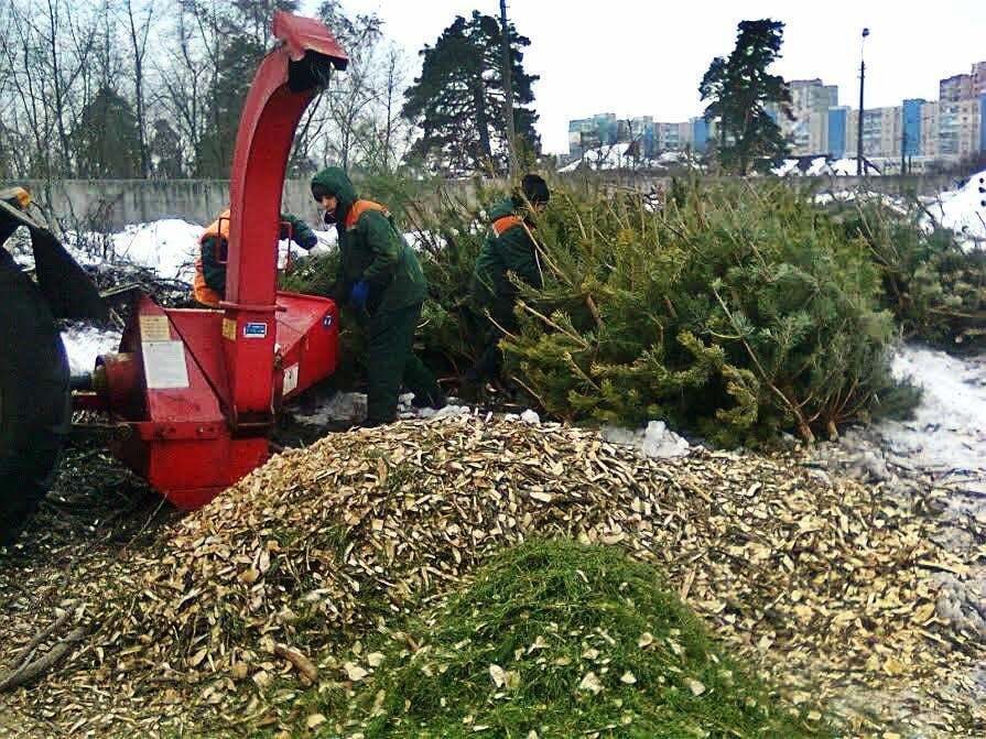 Не выбрасывайте: в Киеве открылись пункты приема новогодних елок
