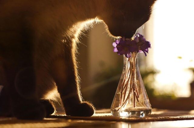 Как животные нюхают цветы: невероятно милые фото