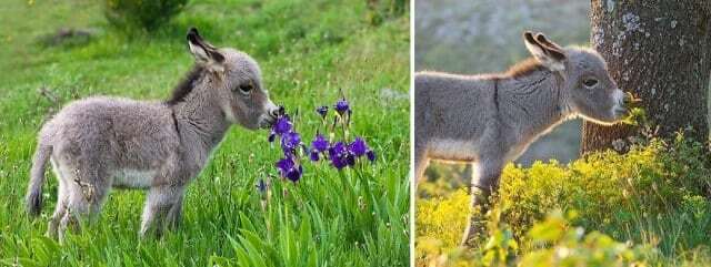 Як тварини нюхають квіти: неймовірно милі фото