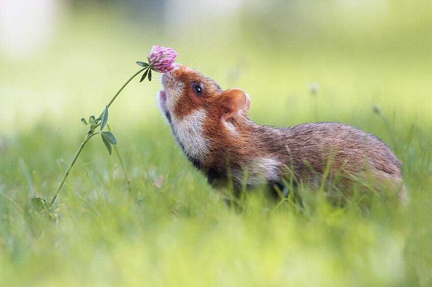 Як тварини нюхають квіти: неймовірно милі фото