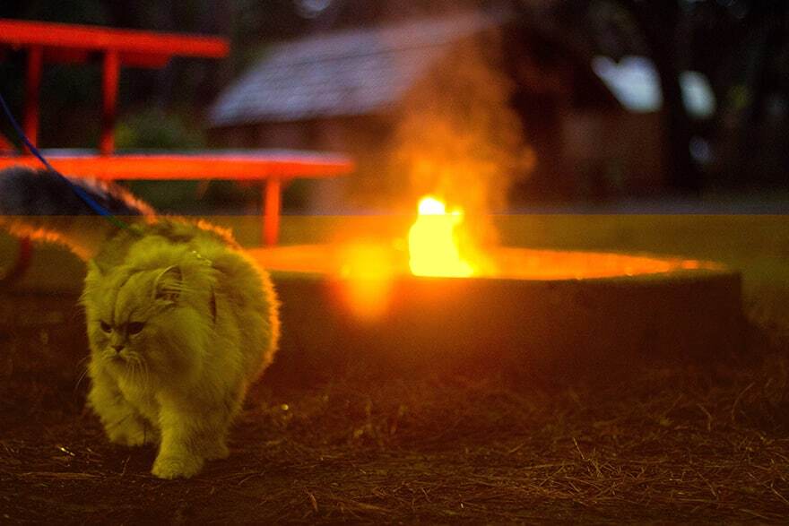 Кот-путешественник стал звездой Instagram: удивительные фото