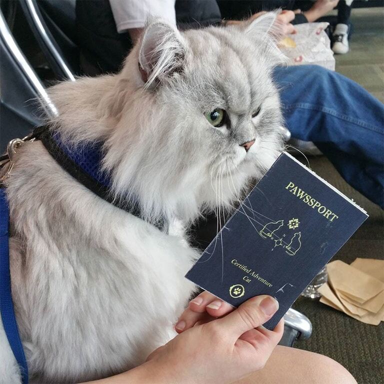 Кот-путешественник стал звездой Instagram: удивительные фото