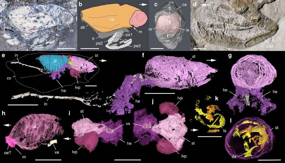 Ученые выяснили, как выглядели древние морские чудовища: фотофакт