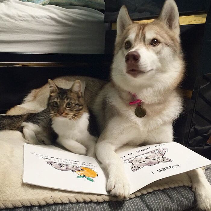 Зворушлива дружба трьох хаскі і врятованої ними кішки: опубліковані фото