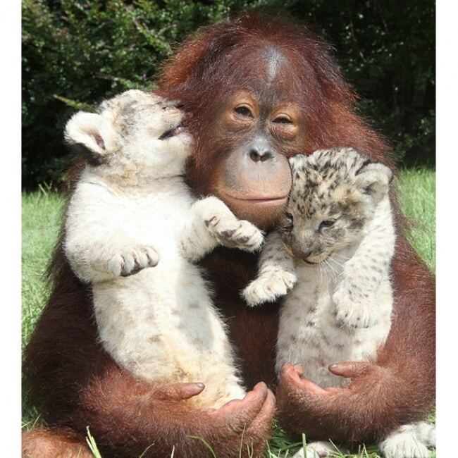 День объятий: трогательные фото любвеобильных животных