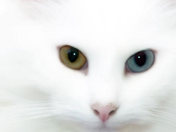 Как с другой планеты: потрясающие кошки с разноцветными глазами