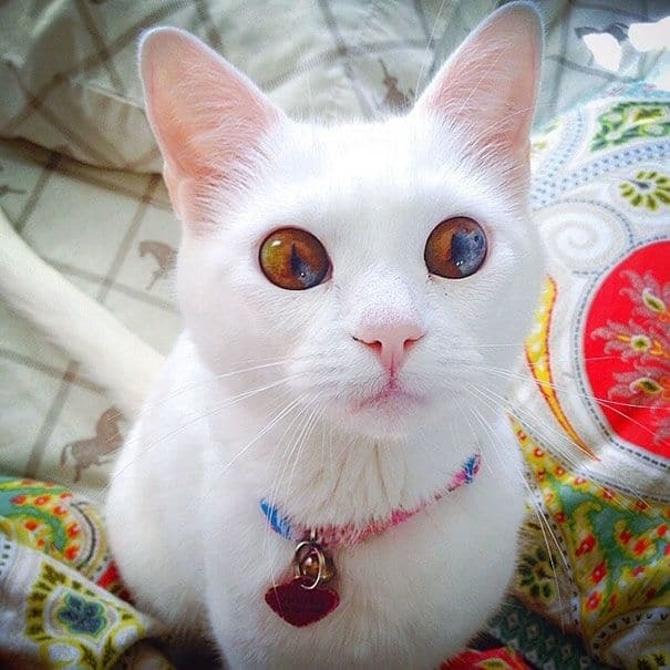 Как с другой планеты: потрясающие кошки с разноцветными глазами