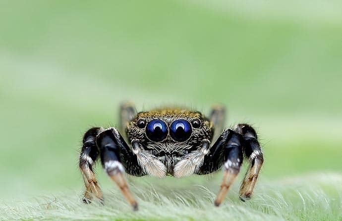 Глаза в глаза: потрясающие макро-фотографии пауков