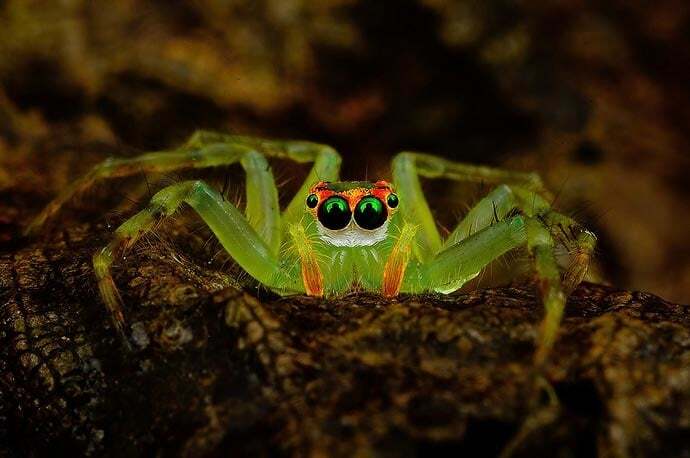 Глаза в глаза: потрясающие макро-фотографии пауков