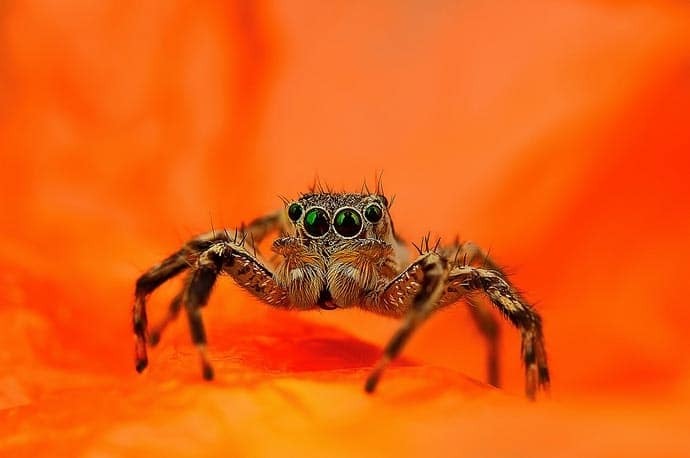 Очі в очі: приголомшливі макро-фотографії павуків