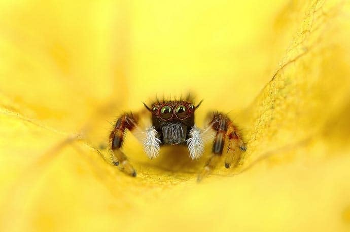 Очі в очі: приголомшливі макро-фотографії павуків