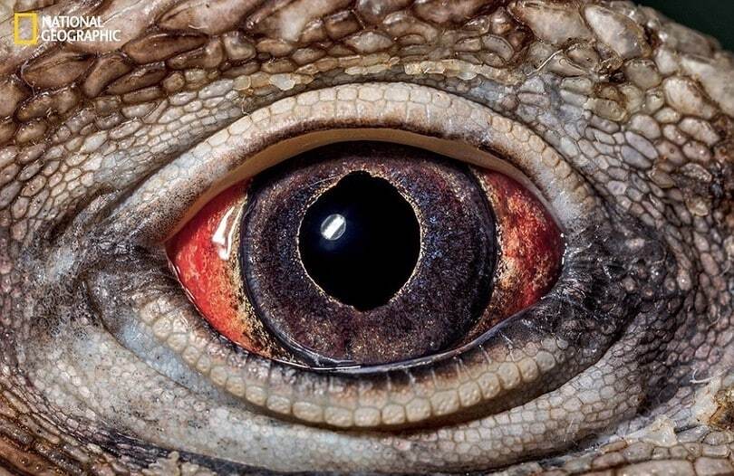 Безумно красивые и уникальные глаза животных: фоторепортаж