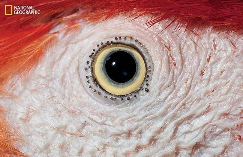 Безумно красивые и уникальные глаза животных: фоторепортаж