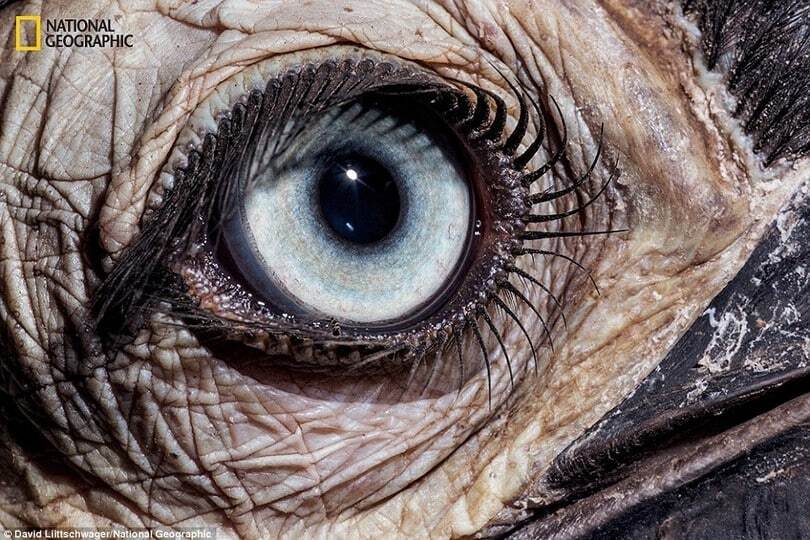 Шалено красиві та унікальні очі тварин: фоторепортаж