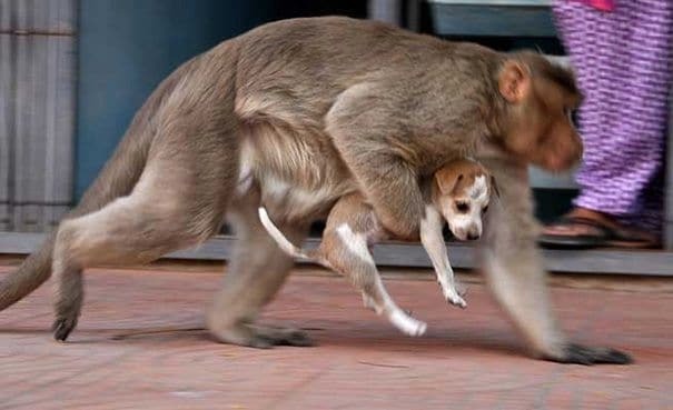 Справжня мама: мережу розчулили фото мавпи, яка усиновила цуценя