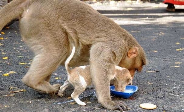 Настоящая мама: сеть растрогали фото обезьяны, усыновившей щенка