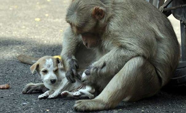 Справжня мама: мережу розчулили фото мавпи, яка усиновила цуценя