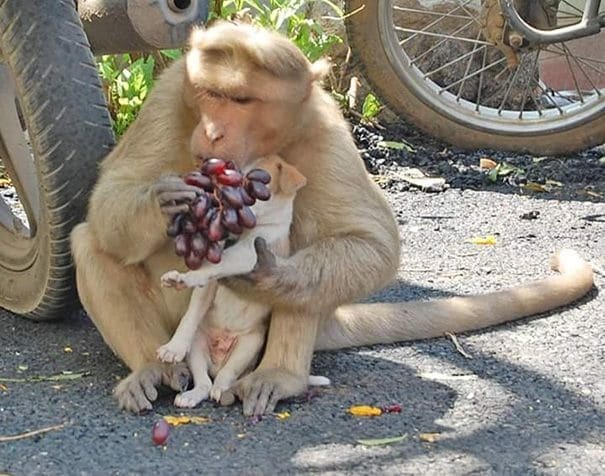 Настоящая мама: сеть растрогали фото обезьяны, усыновившей щенка