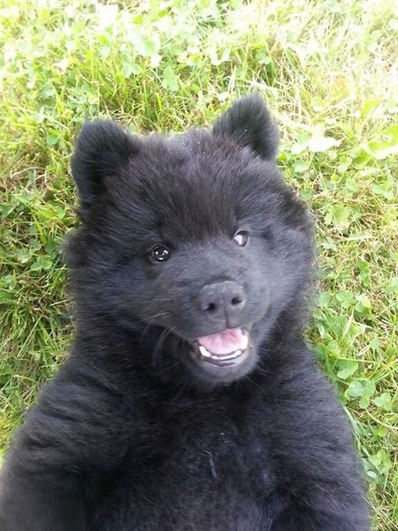 Топ-20 потрясающих фото щенков, которые похожи на медвежат