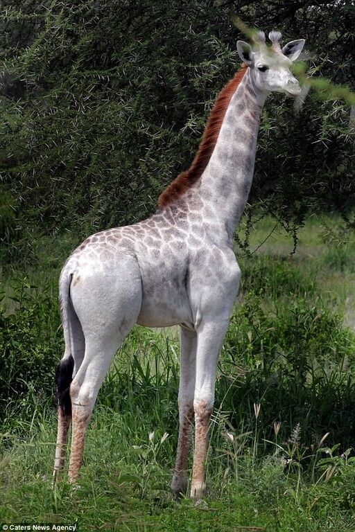 В Африці знайшли унікального білого жирафа: фотофакт
