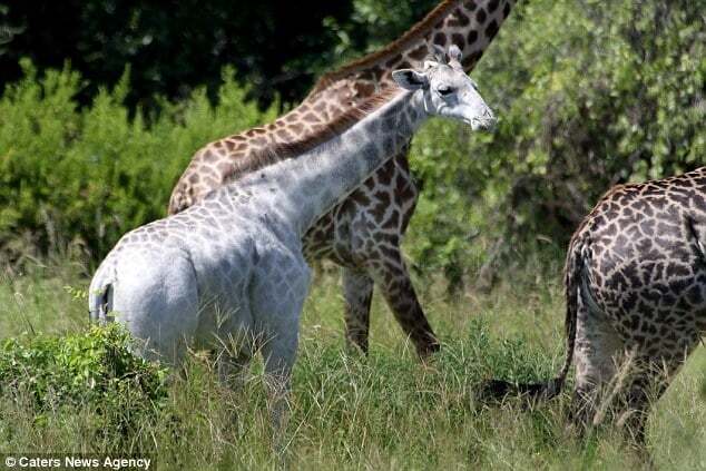 В Африке нашли уникального белого жирафа: фотофакт