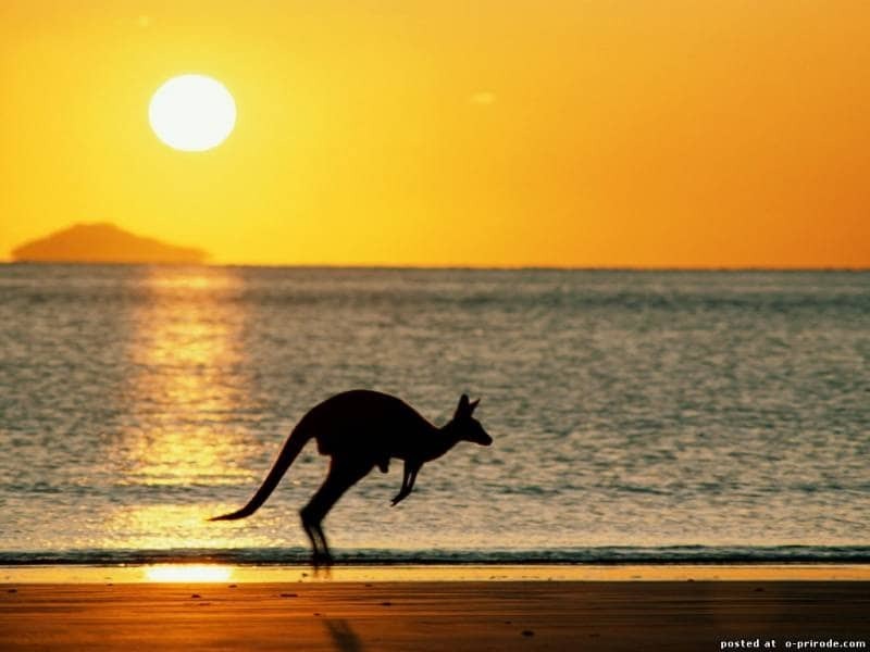 Зеленый континент: 20 удивительных фактов об Австралии