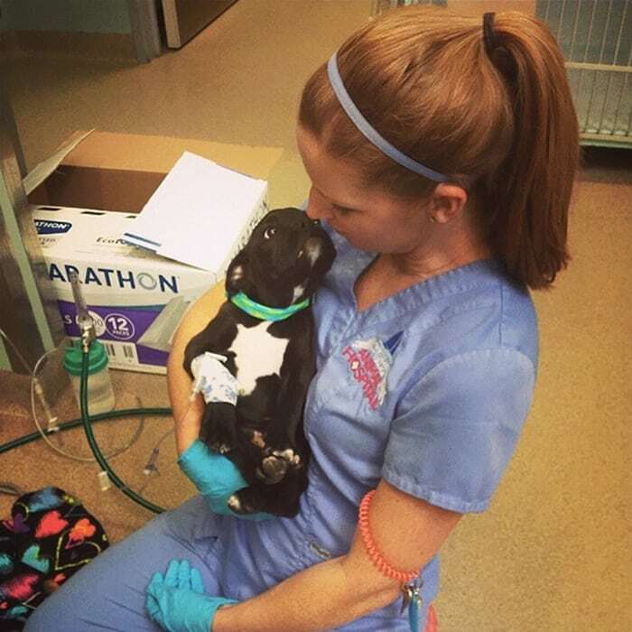 Ветеринары и их пушистые пациенты: 20 трогательных фото со всего мира