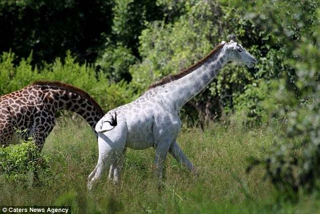 В Африке нашли уникального белого жирафа: фотофакт