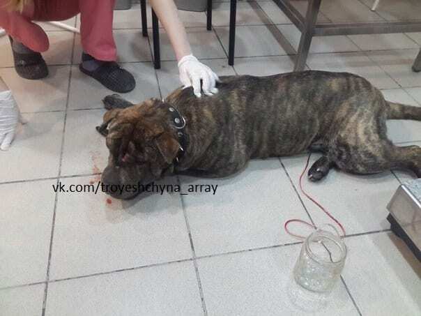 В Киеве автобус сбил собаку-потеряшку: разыскивается хозяин