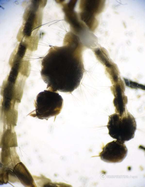 Неизлечимая болезнь: ученые показали фото переносчика вируса Зика