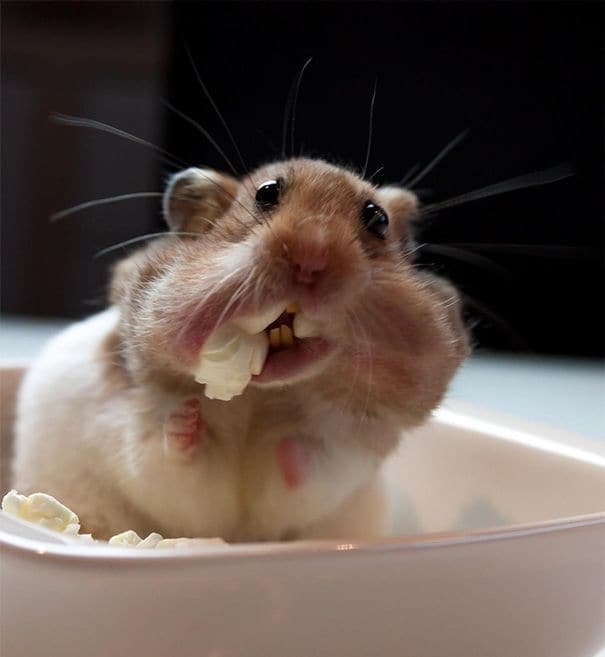 Смешные фото ненасытных животных, которые наслаждаются пищей