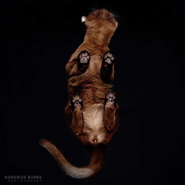 Світ догори лапами: фотограф зробив кумедні знімки кішок знизу