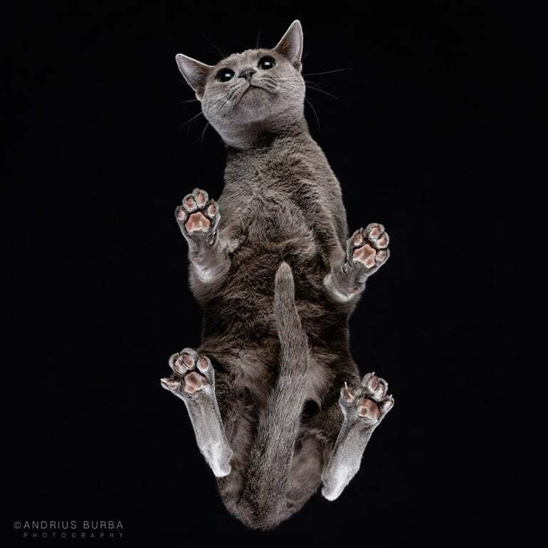 Світ догори лапами: фотограф зробив кумедні знімки кішок знизу