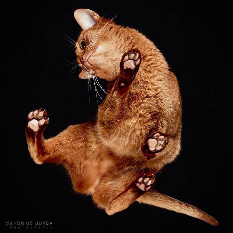 Мир вверх лапами: фотограф сделал забавные снимки кошек снизу