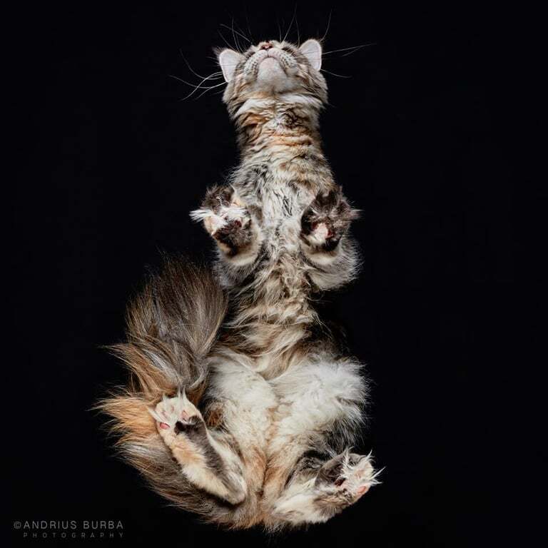 Мир вверх лапами: фотограф сделал забавные снимки кошек снизу