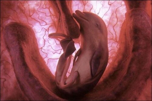 Детеныши животных в утробе матери: трогательные фото