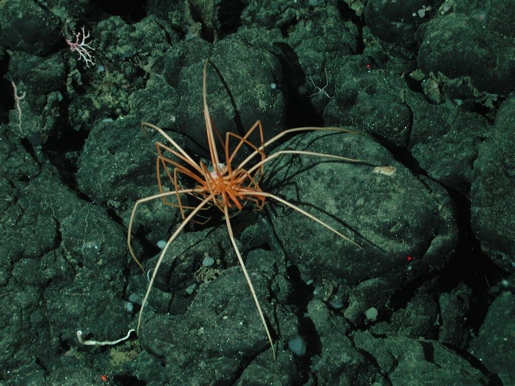 В Арктике на дне океана нашли гигантских пауков